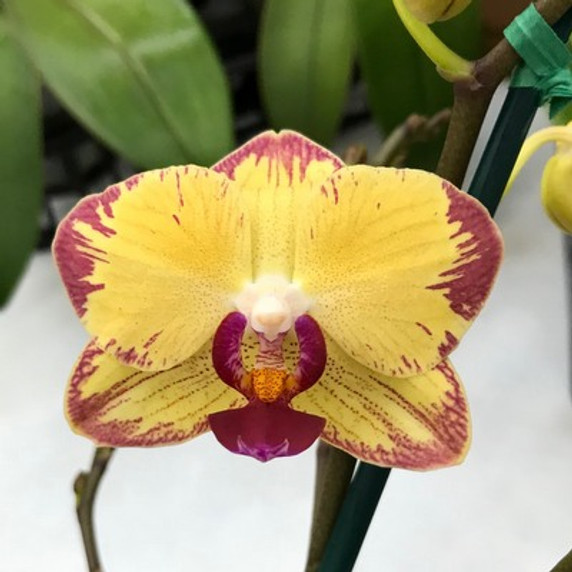 Phal. Papagayo