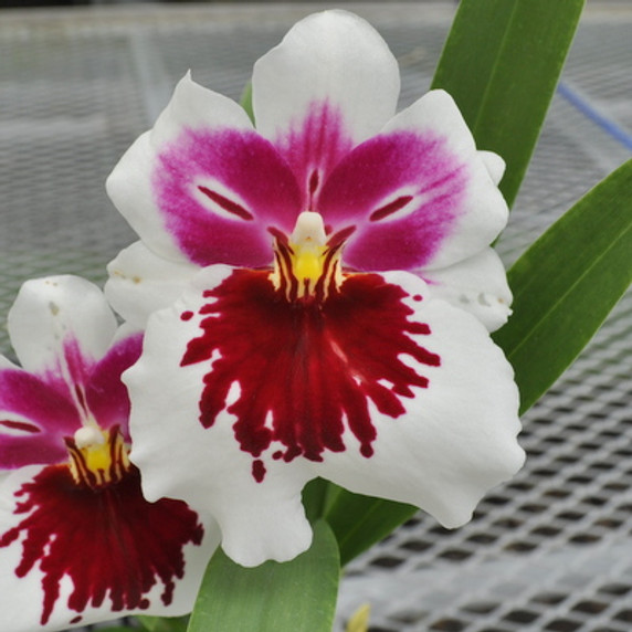 Milt. White Truffle 'Bright Eyes' (Plant Only)