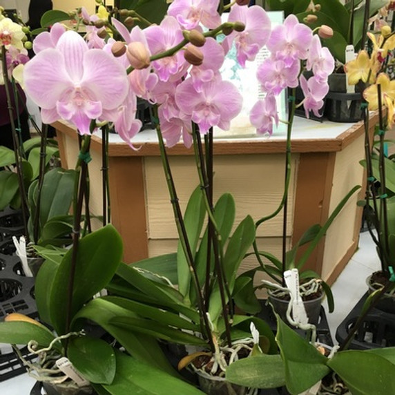 Phal. Pink Blush