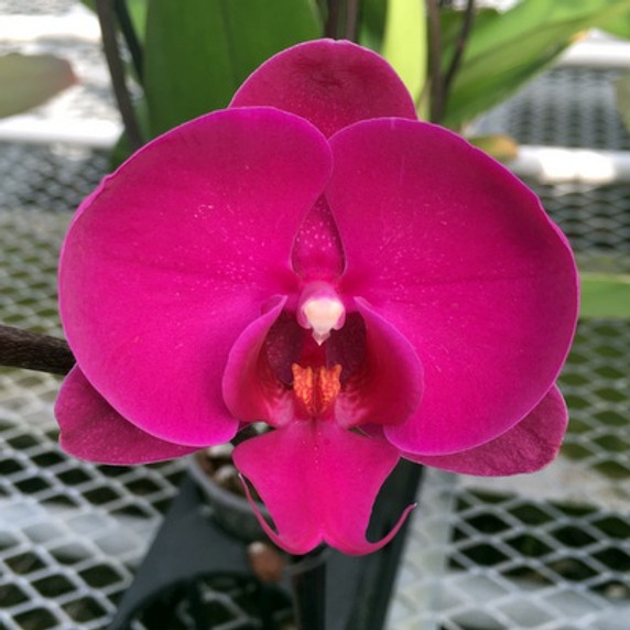 Phal. Freeride (Double Spike)