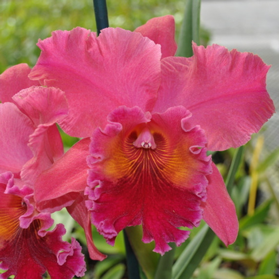 Rlc. Volcano Lovely  'Volcano Queen' (Gift Box)