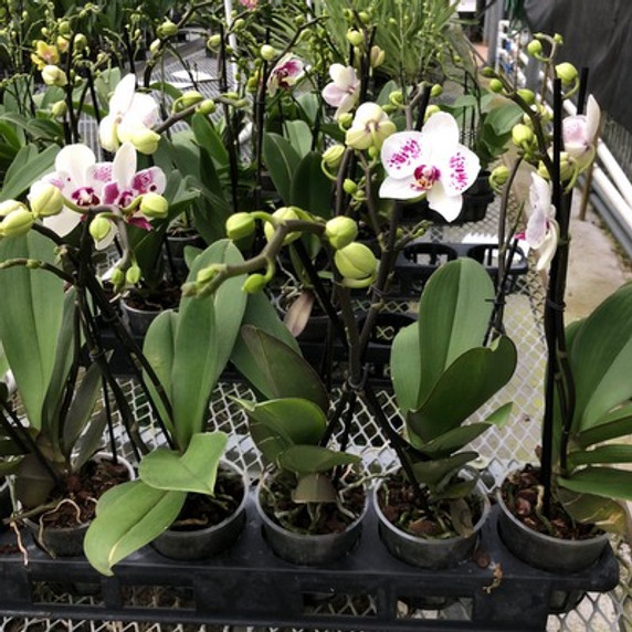 Phal. Star Buster Phal. Star Buster