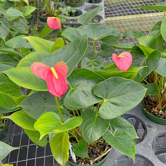 Pink Butterfly Anthurium Plant