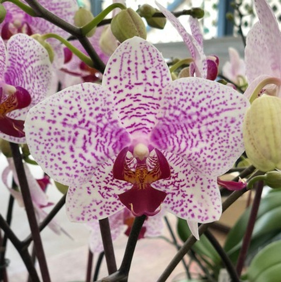 Phal. Beautiful Smile (Single Spike)