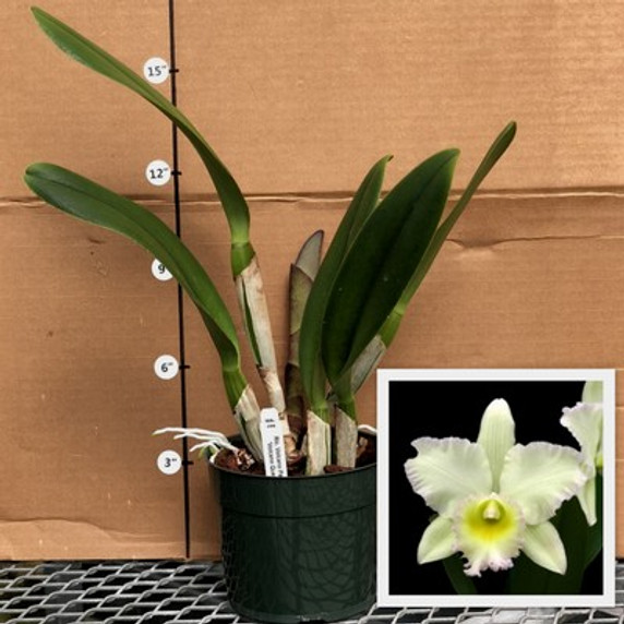 Rlc. Volcano Pastoral 'Volcano Queen' ORIGINAL (Plant Only) Rlc. Volcano Pastoral 'Volcano Queen' ORIGINAL (Plant Only)
