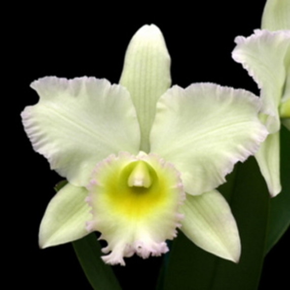 Rlc. Volcano Pastoral 'Volcano Queen' ORIGINAL (Plant Only)