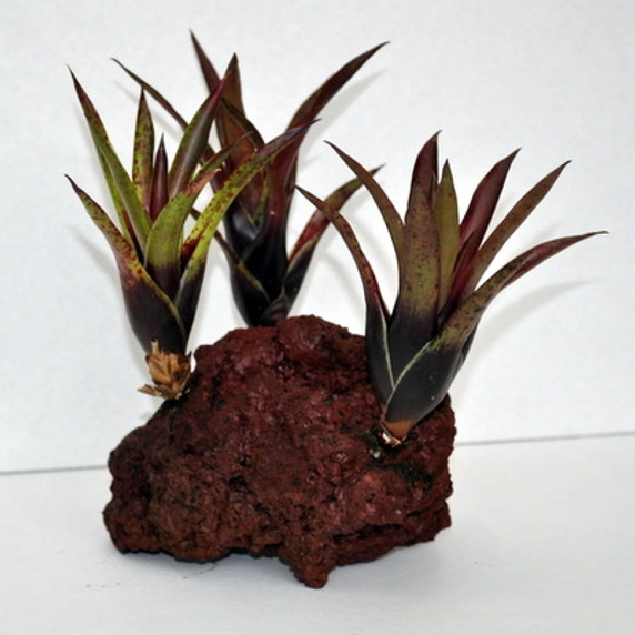 3-Deep Purple Bromeliads on Rock