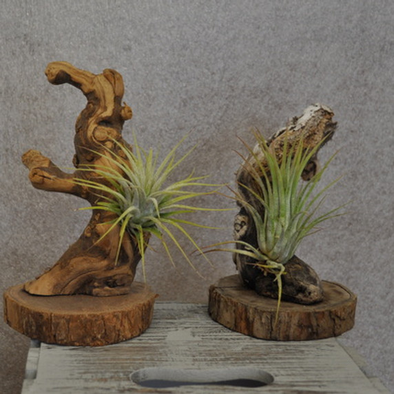 Tillandsia Air Plant Mounted on Grape Wood