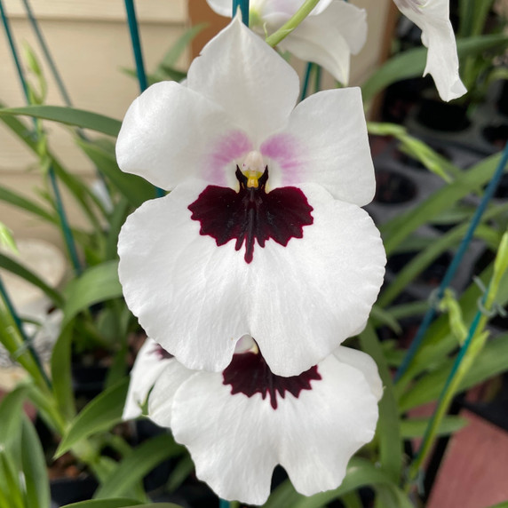 Miltoniopsis Lillian Nakamoto (Plant Only)