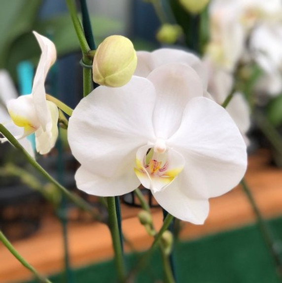 Phal. Timberline (White)