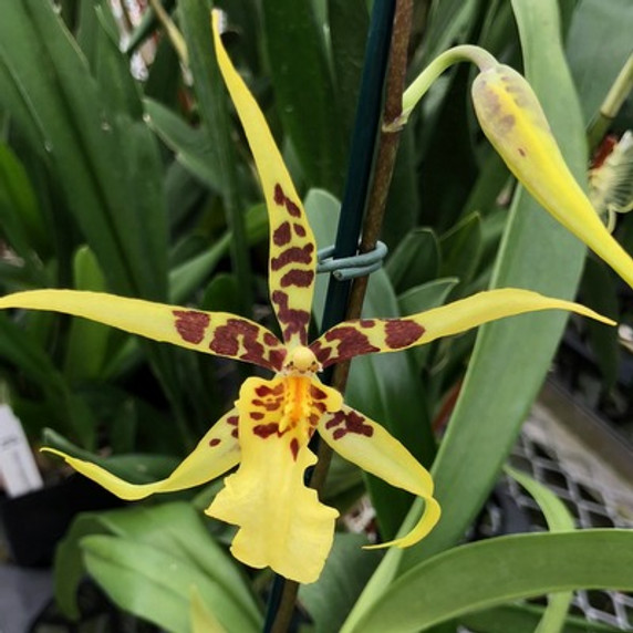 Mclna. Yellow Star 'Golden Gambol' (Plant Only)