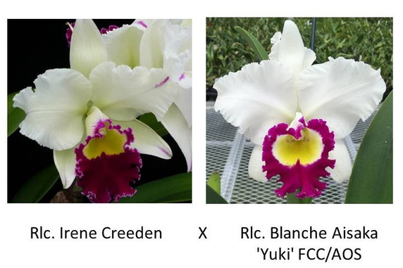 Rlc. Irene Creeden x Rlc. Blanche Aisaka 'Yuki' FCC/AOS (Plant Only)