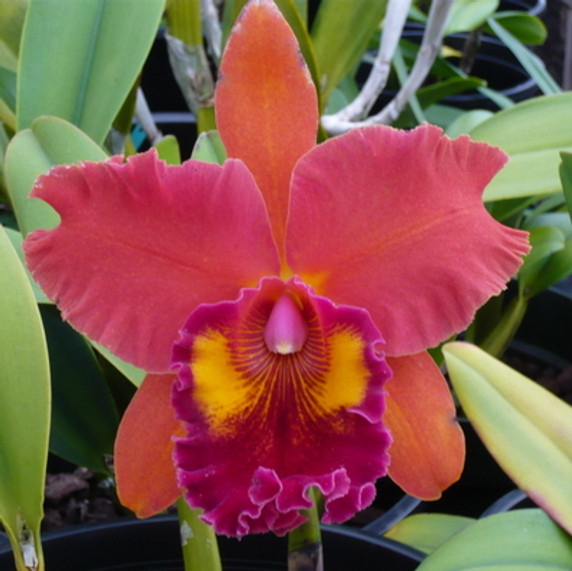 Rlc. Kaoru Suzuki 'Volcano Night'