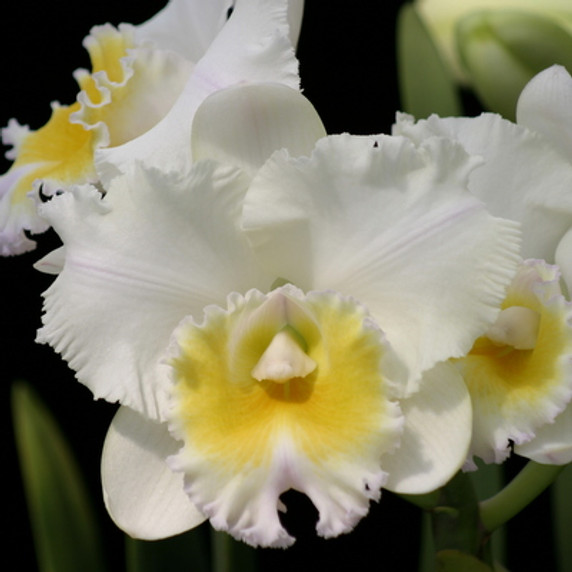 Rlc. Mitsuko Kuwahata 'Volcano Queen' (430)
