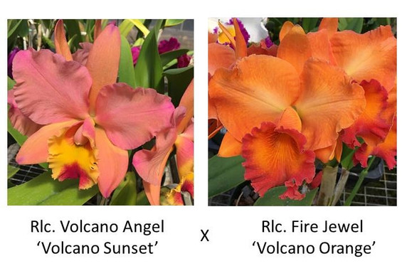 Rlc. Volcano Angel 'Volcano Sunset' x Rlc. Fire Jewel 'Volcano Beauty' FLASK (Seedling)