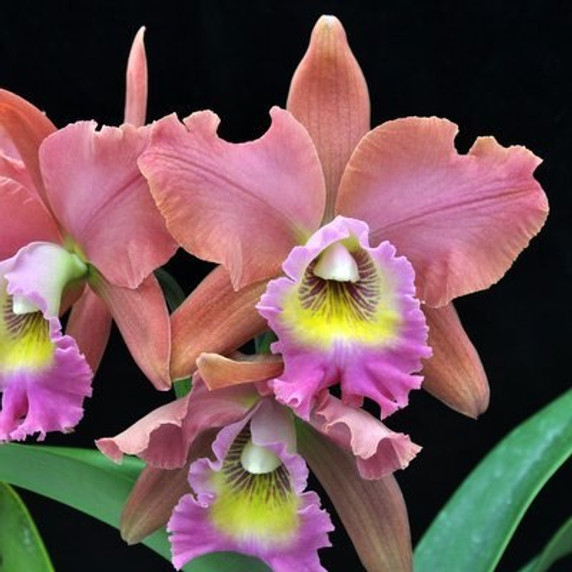 Rlc. Volcano Island 'Volcano Queen' (Gift Box)