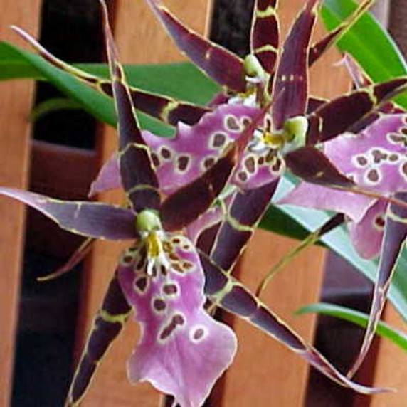 Mtssa. Shelob 'Red Spider'