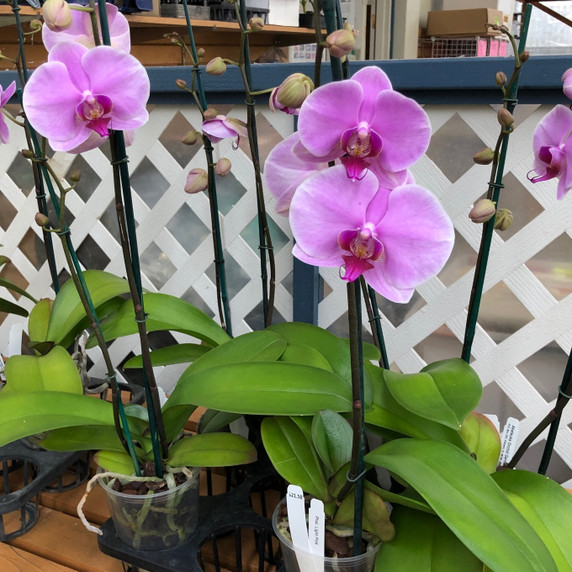 Phal. Light Lavender (364279)