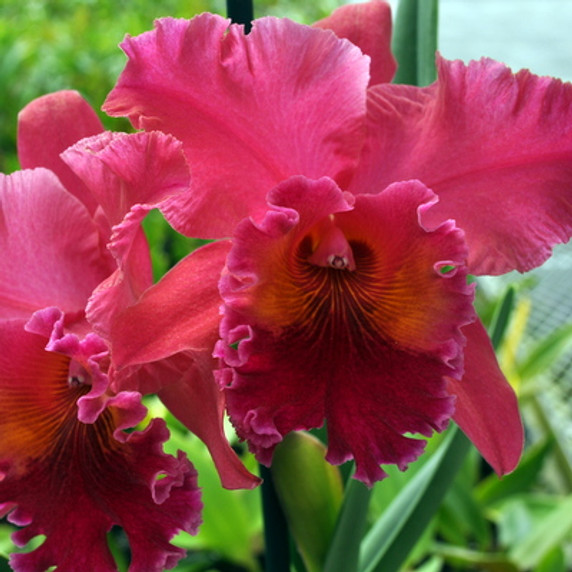 Rlc. Volcano Lovely 'Volcano Queen'