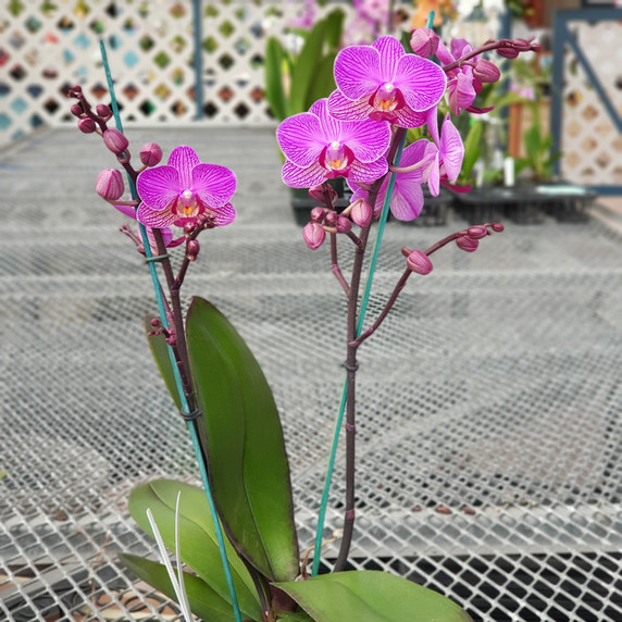 Phal. Perceval (Mini Phal) Phal. Perceval (Mini Phal)