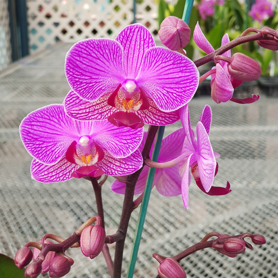 Phal. Perceval (Mini Phal) Phal. Perceval (Mini Phal)