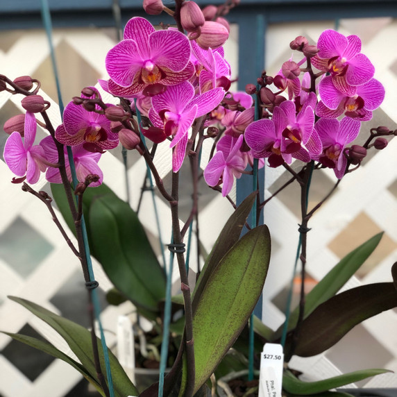 Phal. Perceval (Mini Phal) Phal. Perceval (Mini Phal)