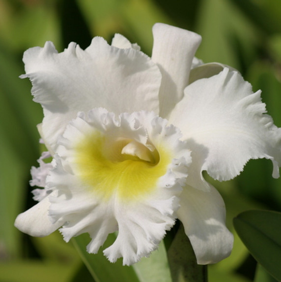 Rlc. Mount. Hood 'Mary' AM/AOS (Plant Only)
