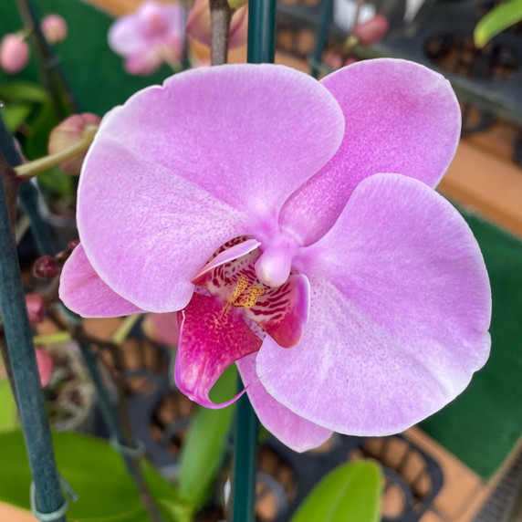 Phal. Calm Storm (Double Spike)