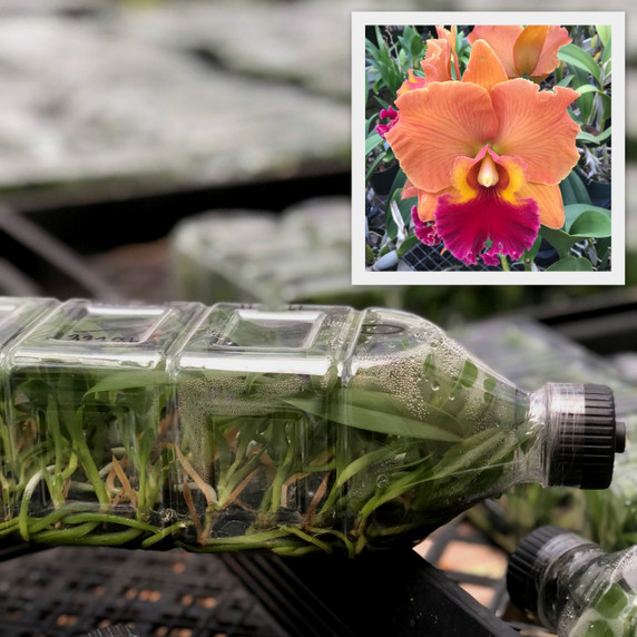 Rlc. Takeshi Akatsuka 'Volcano Queen' FLASK (Clone) Rlc. Takeshi Akatsuka 'Volcano Queen' FLASK (Clone)