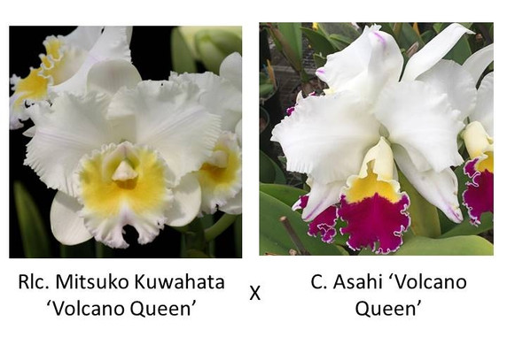 Rlc. Mitsuko Kuwahata 'Volcano Queen' x C. Asahi 'Volcano Queen' FLASK (Seedling)