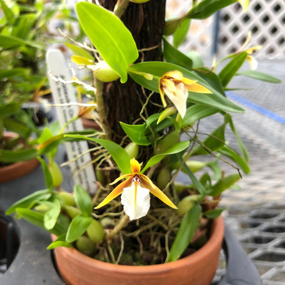 Encyclia polybulbon (On Totem)