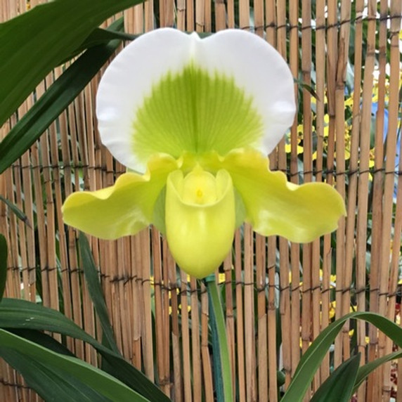 Complex Paphiopedilum (Green-Medium Size)