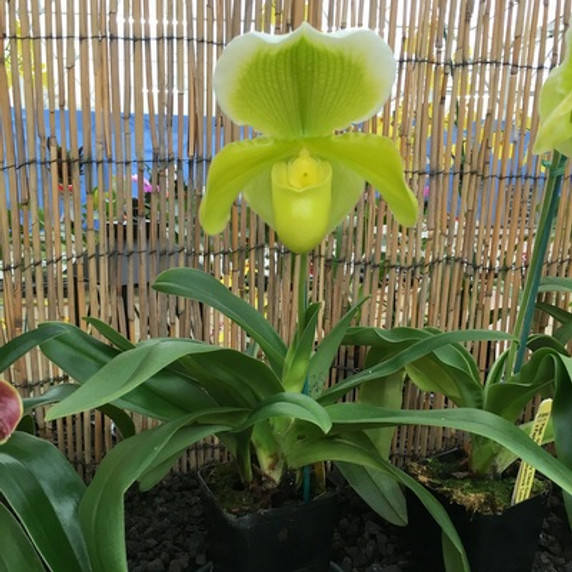 Complex Paphiopedilum (Green-Medium Size)