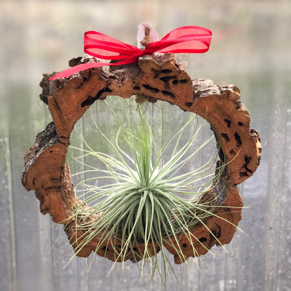 Hanging Tillandsia Ornament Hanging Tillandsia Ornament
