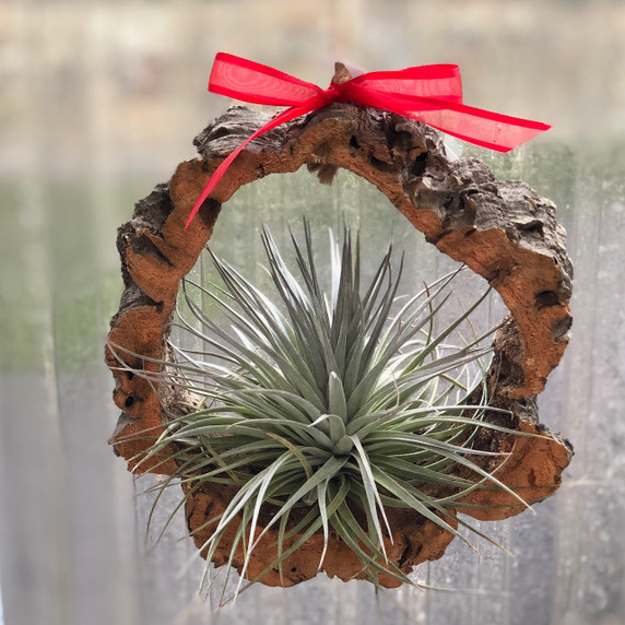 Hanging Tillandsia Ornament Hanging Tillandsia Ornament