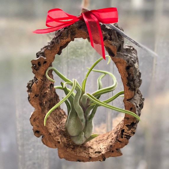 Hanging Tillandsia Ornament Hanging Tillandsia Ornament