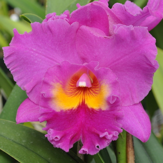 Rlc. C. Manmoto 'Volcano Queen' (Plant Only)