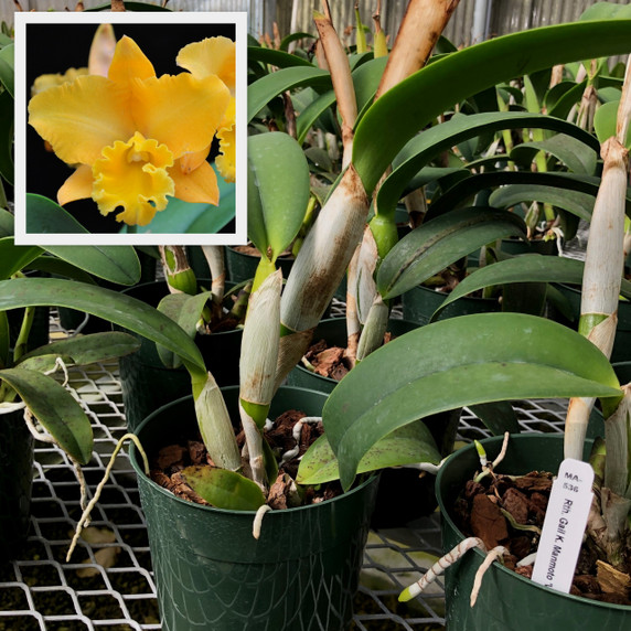 Rlc. Gail K. Manmoto 'Volcano Queen' (Plant Only-Leaf Spotting)