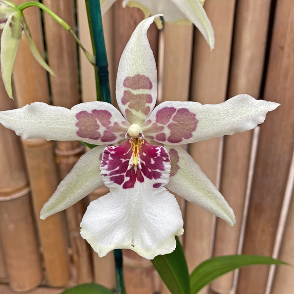 Bllra. Tahoma Glacier 'Green' (Plant Only)