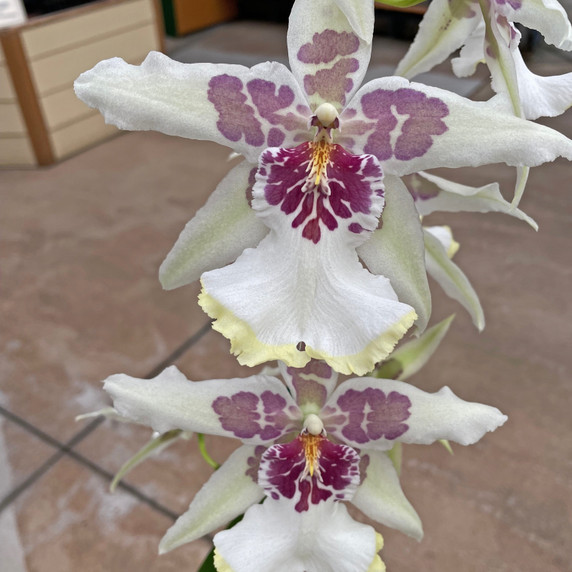 Bllra. Tahoma Glacier 'Green' (Plant Only)