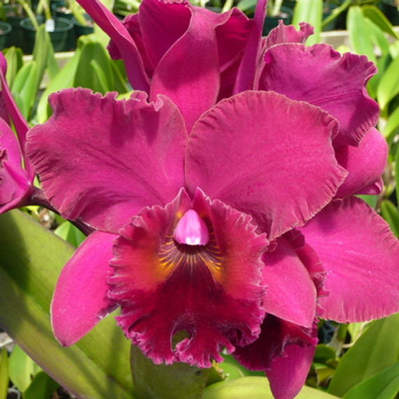 Rlc. Roy Manmoto 'Volcano Queen' (Plant Only)