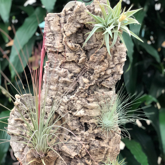 Tillandsia on Hanging Cork #2 (Large-18.5"x11")