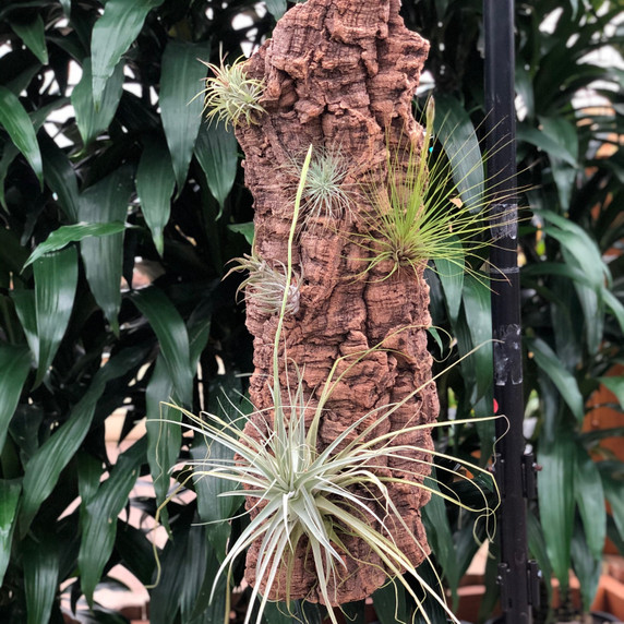 Tillandsia on Hanging Cork #3 (Extra Large-29.5" x9")