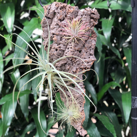 Tillandsia on Hanging Cork #7 (Med-18.7" x 7")