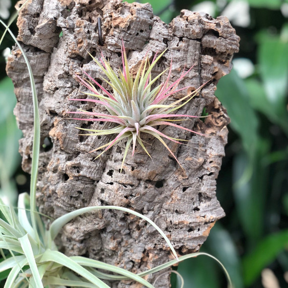 Tillandsia on Hanging Cork #7 (Med-18.7" x 7")