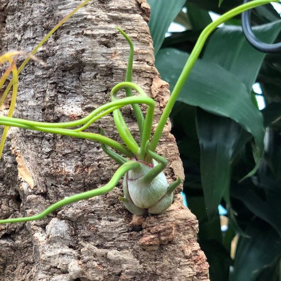 Tillandsia on Hanging Cork #14 (Med -16" x 7")