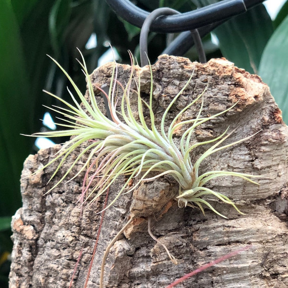 Tillandsia on Hanging Cork #14 (Med -16" x 7") Tillandsia on Hanging Cork #14 (Med -16" x 7")