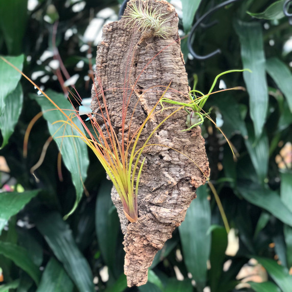 Tillandsia on Hanging Cork #14 (Med -16" x 7")