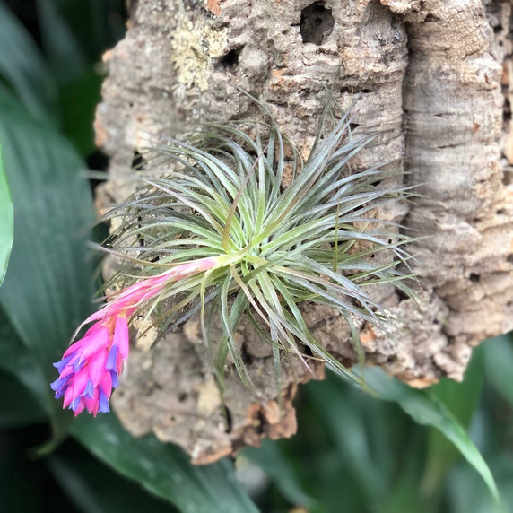 Tillandsia on Hanging Cork #17 (XLarge - 24" x 9") Tillandsia on Hanging Cork #17 (XLarge - 24" x 9")