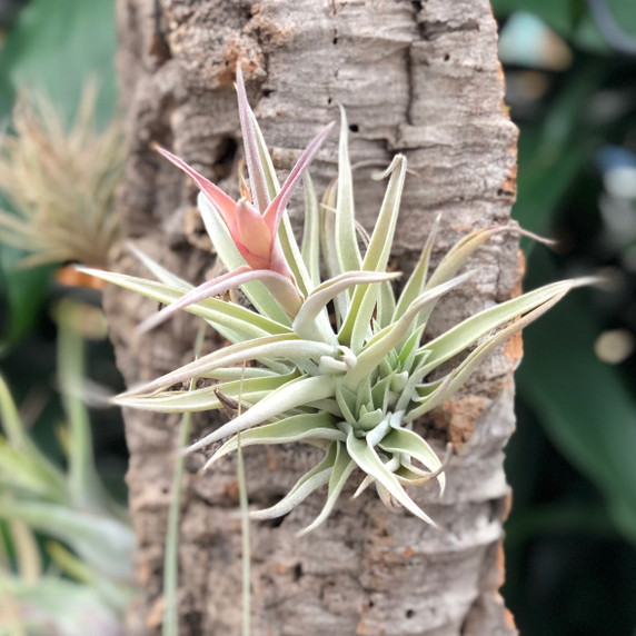 Tillandsia on Hanging Cork #17 (XLarge - 24" x 9") Tillandsia on Hanging Cork #17 (XLarge - 24" x 9")